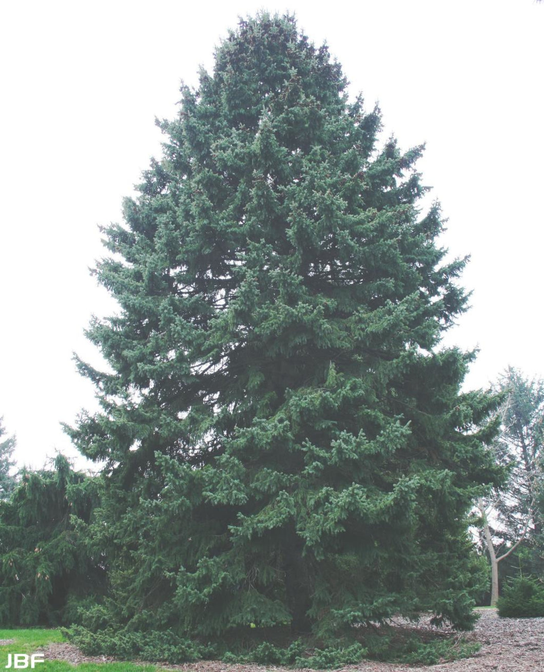 Fall 2023 ReLeaf Sale: Black Hills Spruce (Picea glauca)