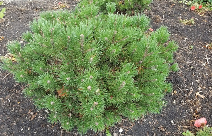 Fall 2023 ReLeaf Sale: Dwarf Mugo Pine (Pinus mugo var. pumilio)