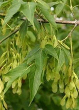 Load image into Gallery viewer, Spring 2026 ReLeaf: Manitoba Maple / Boxelder (Acer negundo)
