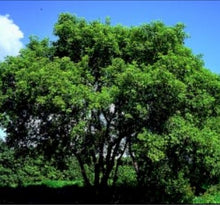 Load image into Gallery viewer, Spring 2026 ReLeaf: Manitoba Maple / Boxelder (Acer negundo)
