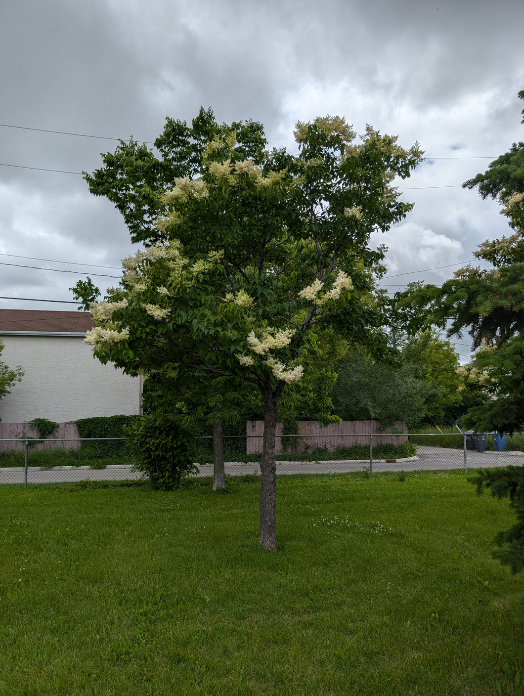 2024 Fall ReLeaf Sale: Japanese Tree Lilac