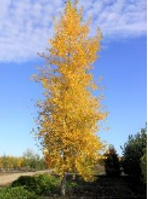 Load image into Gallery viewer, 2024 Fall ReLeaf Sale: Riverbank ReLeaf tree and shrub package
